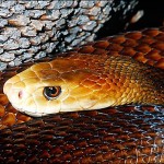 Coastal Taipan