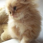 Creamsicle