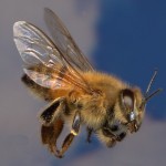European Honey Bee