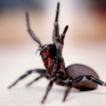 Funnel Web Spider