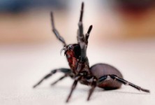 Funnel Web Spider