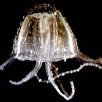 Irukandji Jellyfish