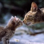 Kisses
