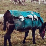 Pacing Lambs