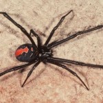 Redback spider