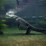 Saltwater Crocodile