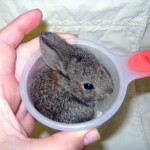 The teeniest bunny