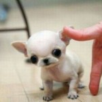 The teeniest puppy
