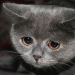 can you help