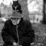 how cats go for walks