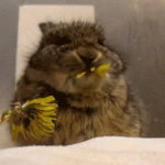 om nom nom