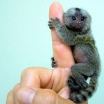 pull teh finger