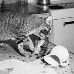 you spilled the milk