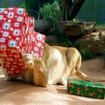 Cute Christmas Animals 01