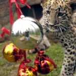 Cute Christmas Animals 02