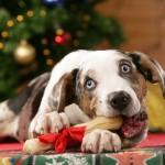 Catahoula Leopard Dog frisst Knochen vor Weihnachtsbaum