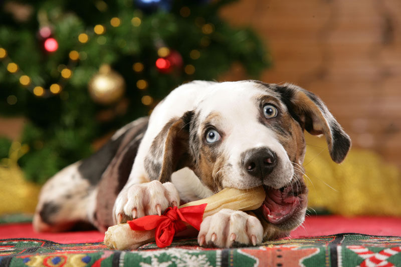 Catahoula Leopard Dog frisst Knochen vor Weihnachtsbaum