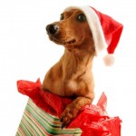 Cute Christmas Animals 05