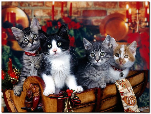 Cute Christmas Animals 06