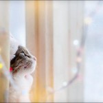 Cute Christmas Animals 07
