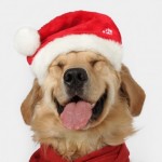 Cute Christmas Animals 08