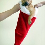 Cute Christmas Animals 10