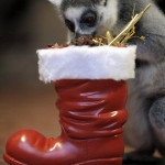 Cute Christmas Animals 11