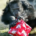 Cute Christmas Animals 12