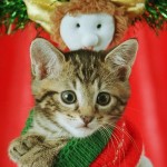 Cute Christmas Animals 13