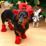 Cute Christmas Animals 14