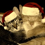 Cute Christmas Animals 15