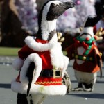 Cute Christmas Animals 17