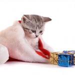 Cute Christmas Animals 18