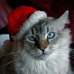 Cute Christmas Animals 19