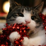 Cute Christmas Animals 20