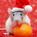 Cute Christmas Animals 21