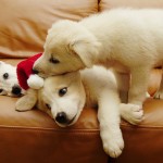 Cute Christmas Animals 22