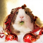 Cute Christmas Animals 23