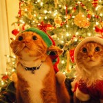 Cute Christmas Animals 24