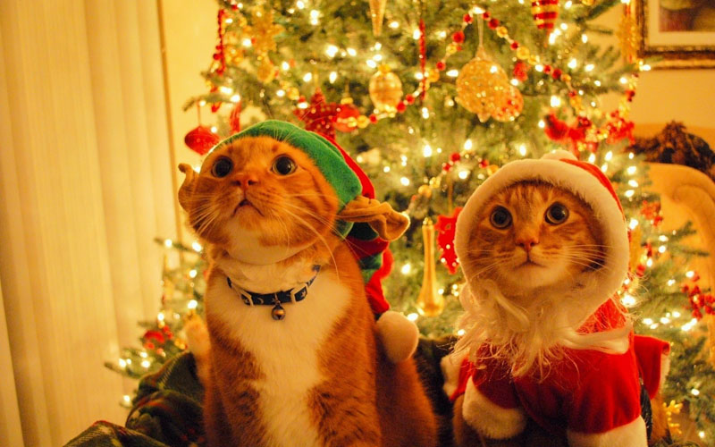Cute Christmas Animals 24