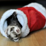 Cute Christmas Animals 25