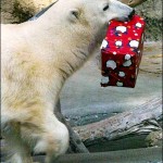 Cute Christmas Animals 27