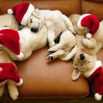 Cute Christmas Animals 28