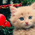 Cute Christmas Animals 29