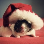 Cute Christmas Animals 30