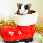 Cute Christmas Animals 33