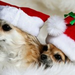 Cute Christmas Animals 35