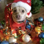 Cute Christmas Animals 36