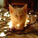 Cute Christmas Animals 37