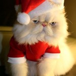 Cute Christmas Animals 38